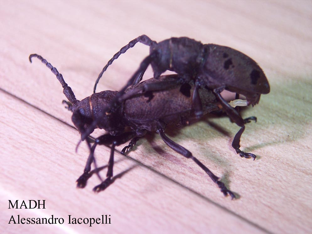 Accoppiamento di Cerambycidae - Herophila tristis